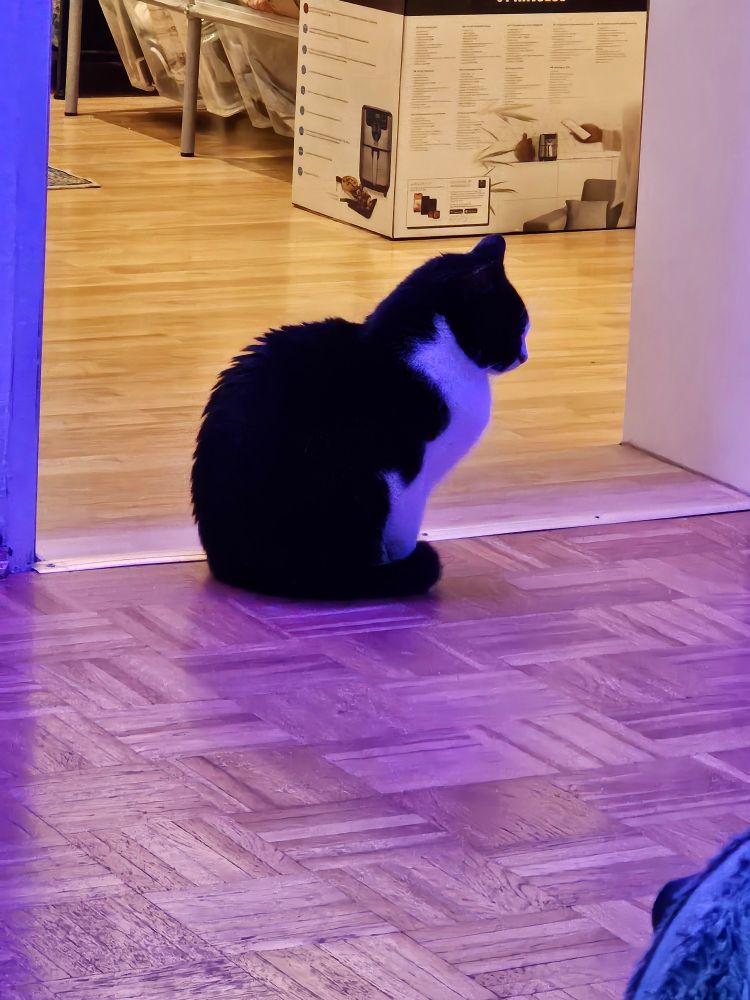 Tuxedo cat with spikey back