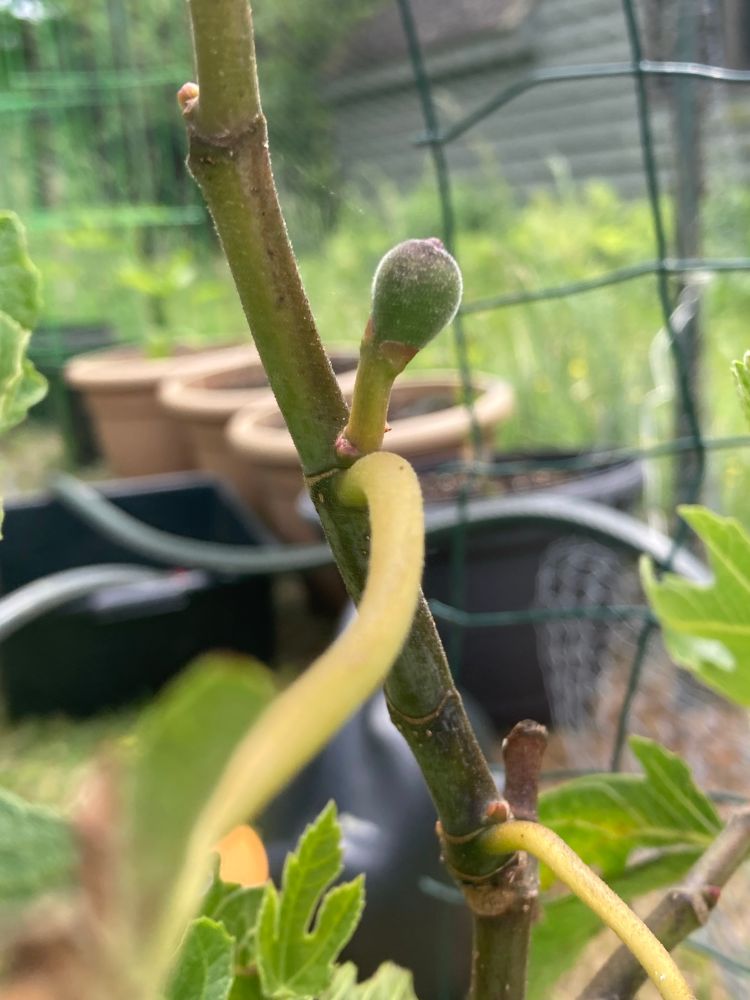 First fruits are forming on my new “Miss Figgy” tree!