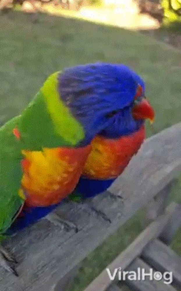 a colorful parrot is perched on a wooden fence .