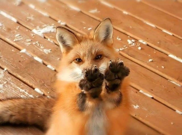 A fox on its hind legs raising its front paws to the camera