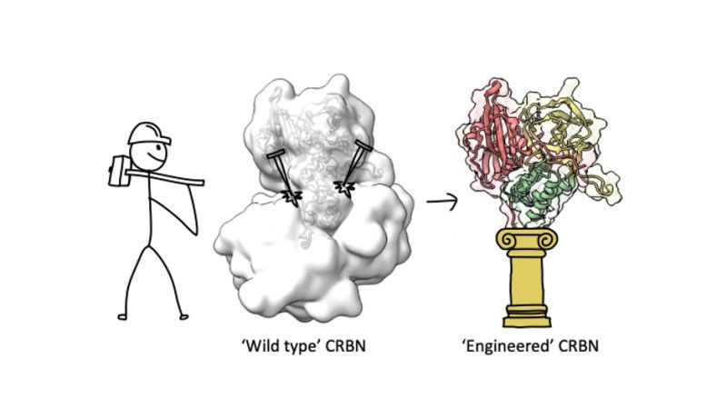 Engineering and sculpturing a smaller easy-to-use CRBN for new drug discoveries