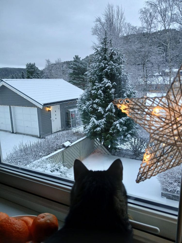Back of the cat head next to the window from inside. He is sitting next to clementine bowl, and Christmas decoration, looking outside the window where he is watching snowy garden with bird house, birds. Big pine tree, garage, mountain in the background. 