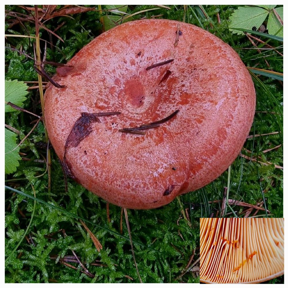 Lactarius delicosous. Kleines Bild zeigt die rote Milch aus verletzten Lamellen austreten.