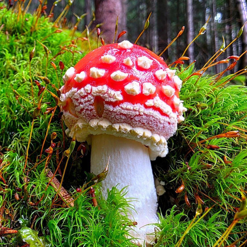 Amanita muscaria in a moosy wood. 