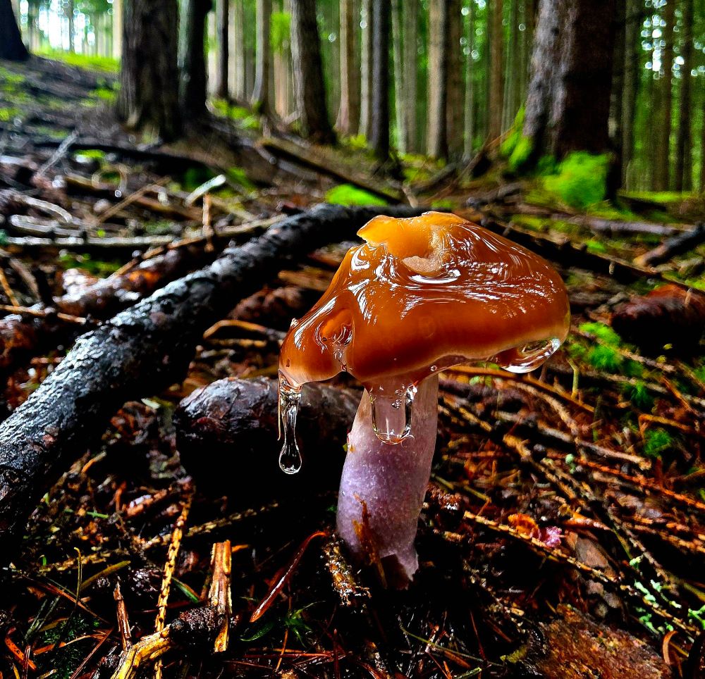A fungus from which a gelatinous mass drops down with brown cap and purple stem standing in a spruce wood. 