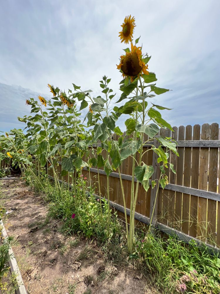 Tall sunflowers along a cedar fence.  A few zinnias below.