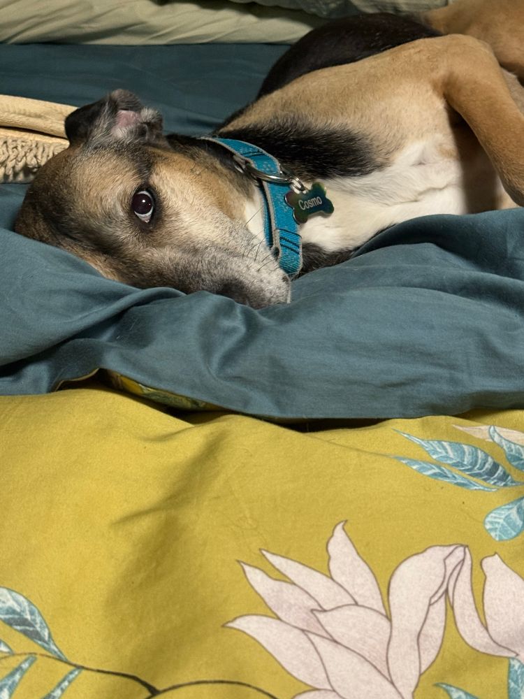 Black and tan dog on a bed looking adorable hiding half his face in the comforter 