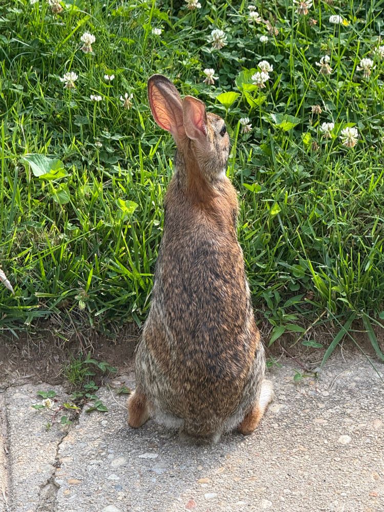 A bunny, unbothered. 