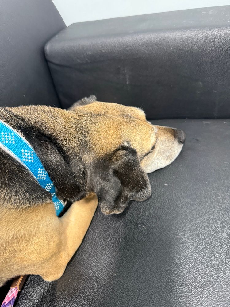 A black and tan dog, chillin on a couch 
