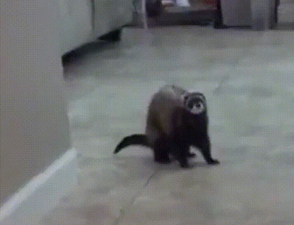 a ferret is walking across a tiled floor in a kitchen