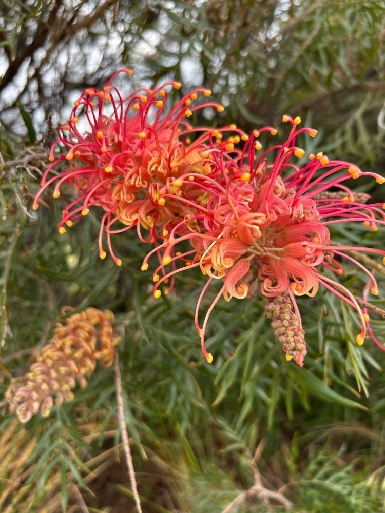 A red / pink grevillea in flower on a bush.