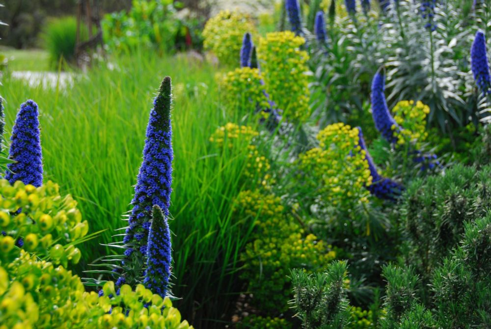 PLANT OF THE WEEK #75: Echium 'Heronswood Blue' | The Gardenist