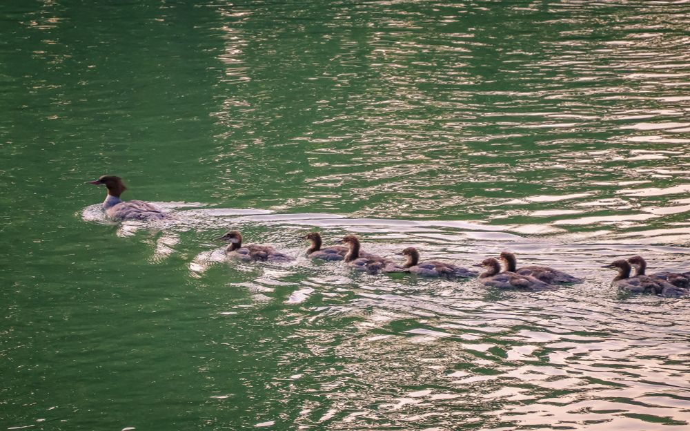 Nine common mergansers floating down the creek at sunset. 