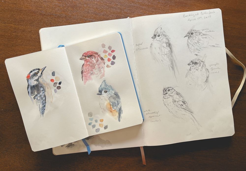 Two sketchbooks featuring watercolor and pencil sketches of birds including a downy woodpecker, tufted titmouse, pine siskin, white-throated sparrow, and a purple finch. 
