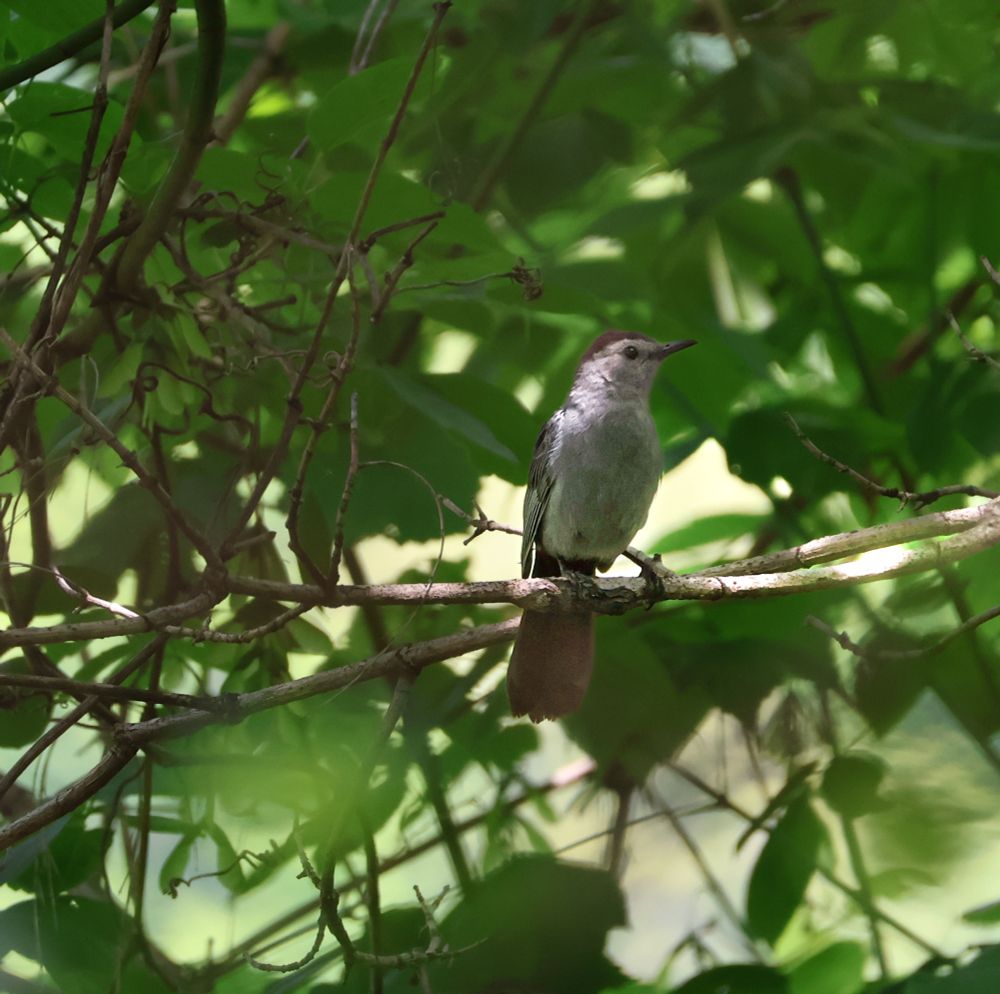 A grey catbird perches on a branch surrounded by branches and green leaves. 
