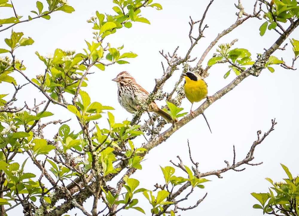 Two birds perched on a branch full of bright green leaves. The first bird is a swamp sparrow and the second is a common yellowthroat. 
