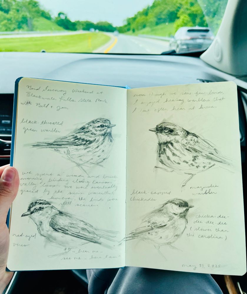 A sketchbook spread featuring four different pencil drawings of birds. 