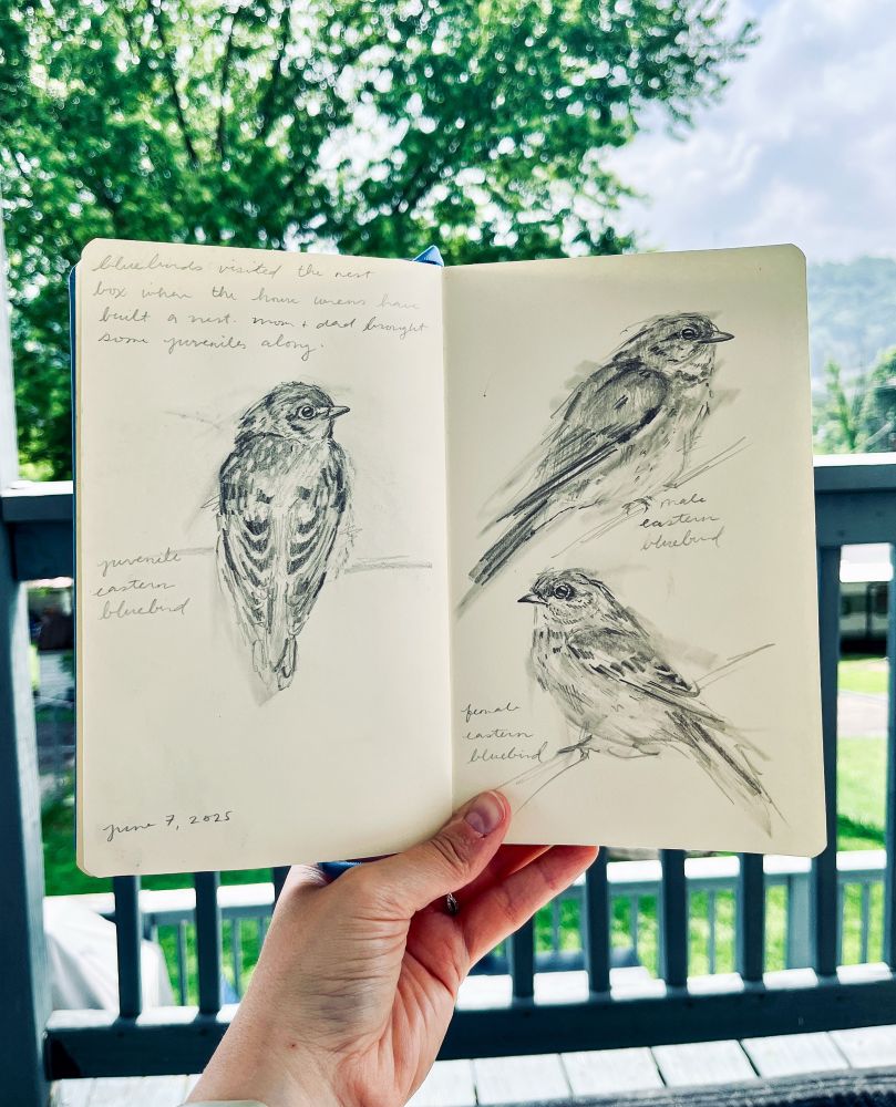 Sketchbook spread that includes drawings of male, female, and juvenile eastern bluebirds. 