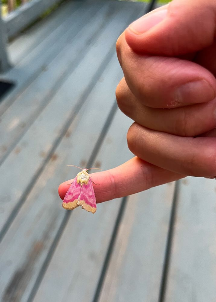 A yellow and pink primrose moth rests on a pinky finger. 