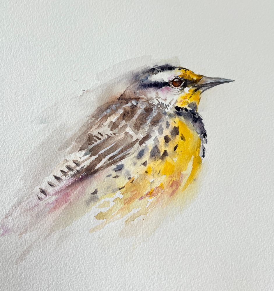 A loose watercolor painting of an eastern meadowlark. 