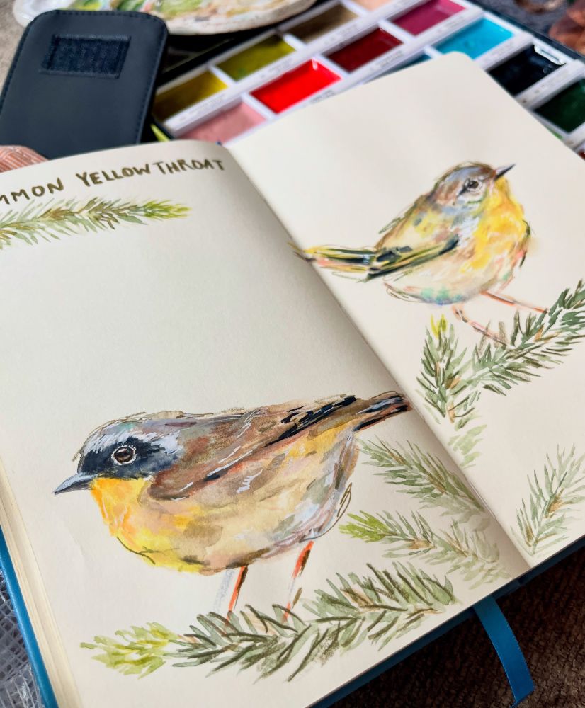 Sketchbook spread featuring a male and female common yellowthroat in watercolor and mixed media.