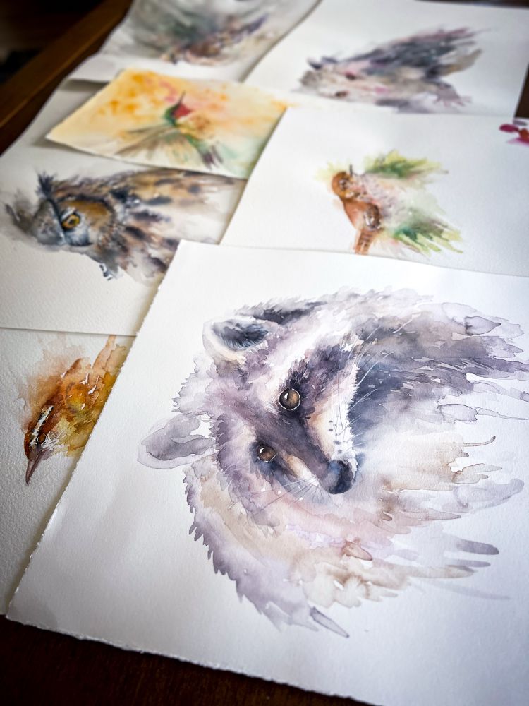 Watercolor paintings of a great horned owl, raccoon, house wren, and Carolina wren spread out on a table. 