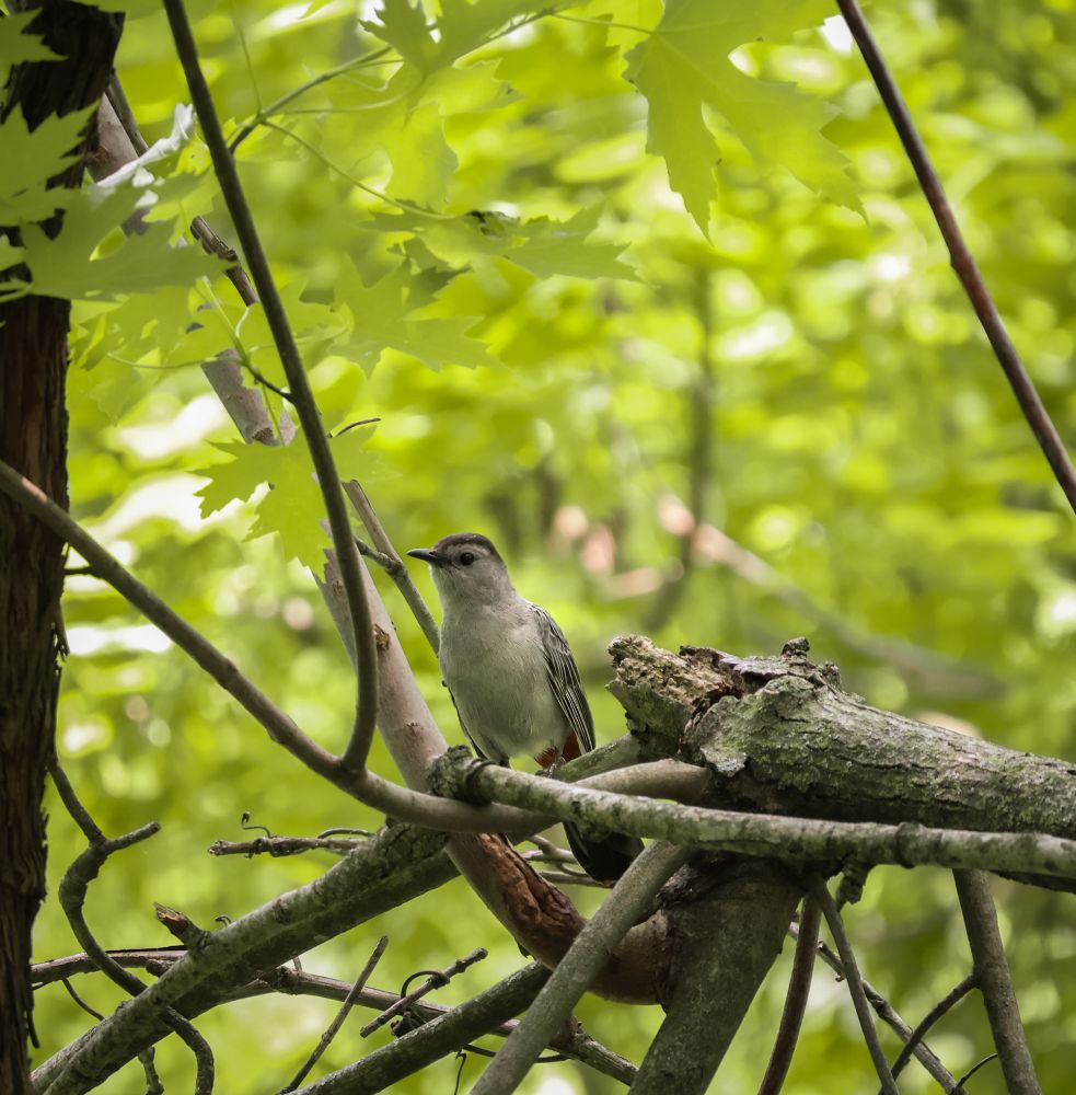 A grey catbird perched on a branch surrounded by greenery. 
