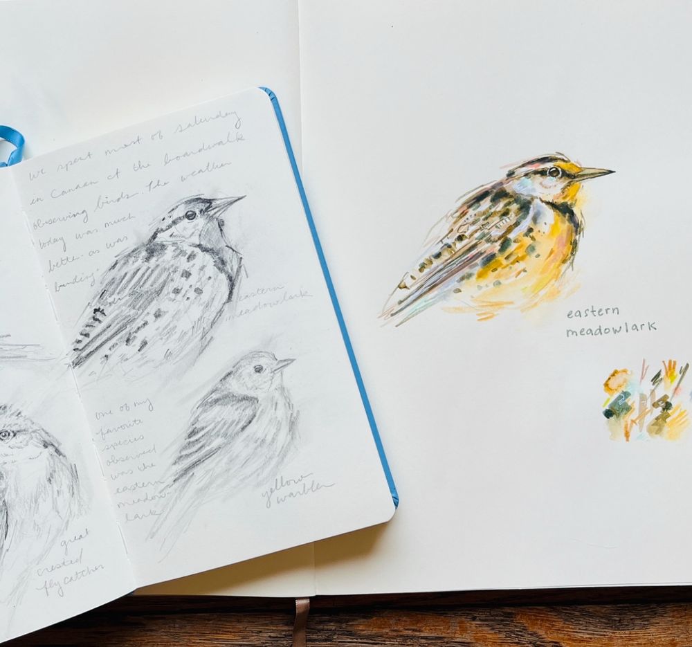 Sketchbook pages featuring an eastern meadowlark. One sketchbook contains a pencil drawing while the other has a vibrant, colorful illustration. 