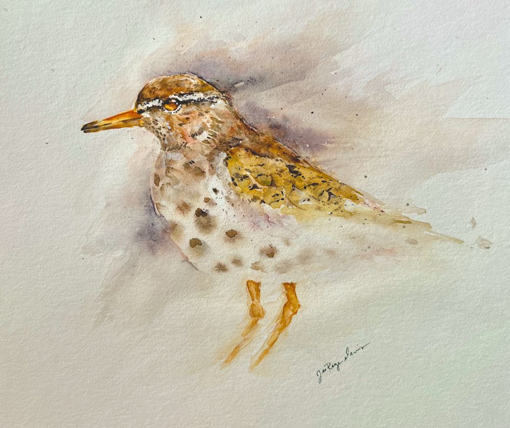 A loose watercolor painting featuring a spotted sandpiper.  The shorebird has a long yellowish orange beak and a round body. Brown spots cover his chest. 