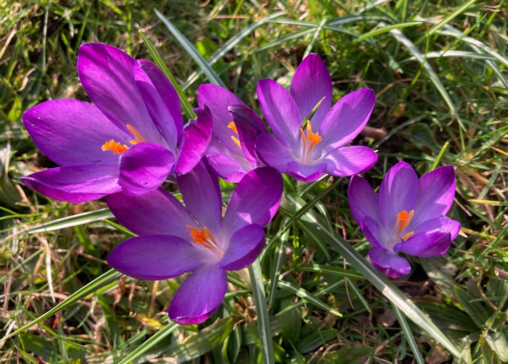 A group of five purple crocus flowers, fading to pale on the inside of the petals and darker purple on the outside. The stamens rise bright orange from the pale centre of the crocus flowers and the sun shines through the petals. The flowers are opened wide in the sunlight. 