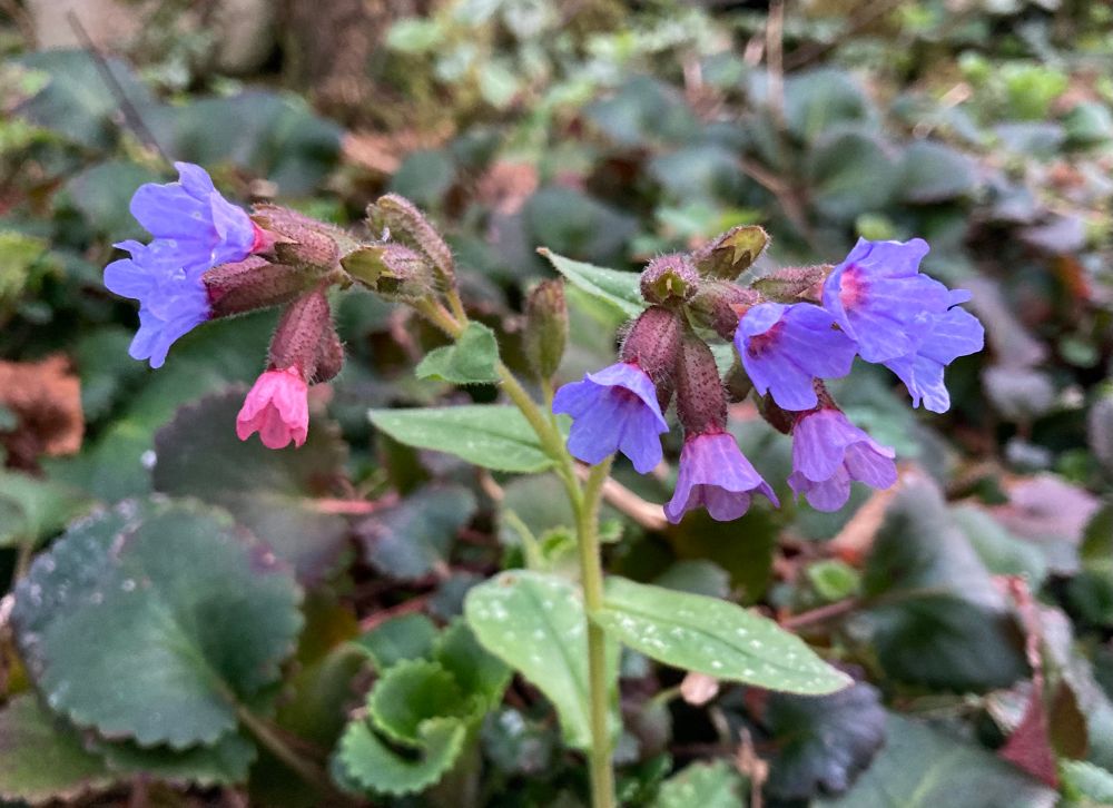 Lungwort flowering in the garden with blue and pink flowers and white spotted green leaves. 