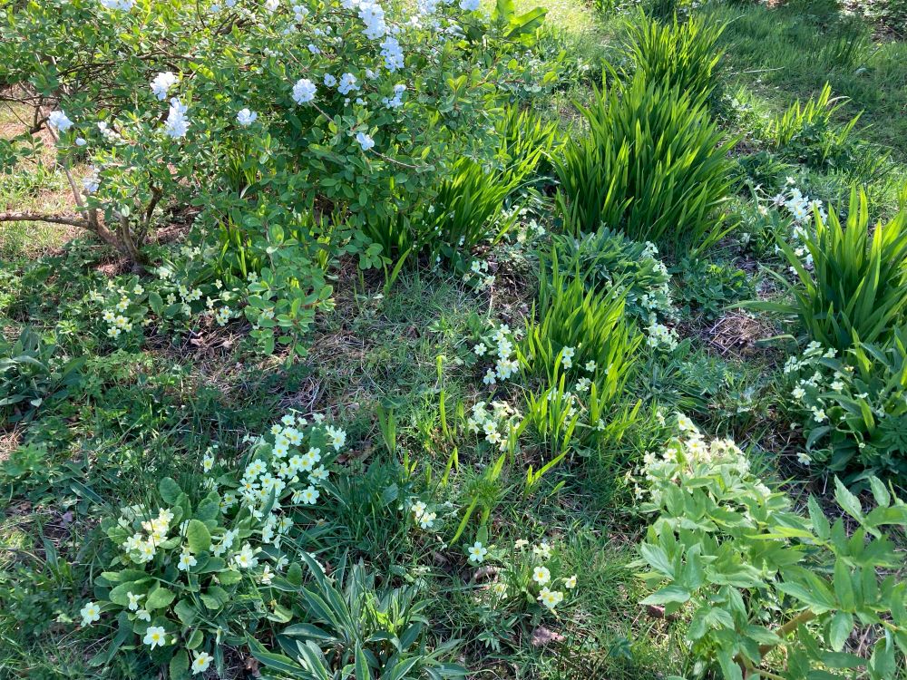 The wild area of a garden showing a self seeded Angelica, many primrose plants with pale yellow flowers, common knapweed, grass and many clumps of montbretia/crocosmia. 