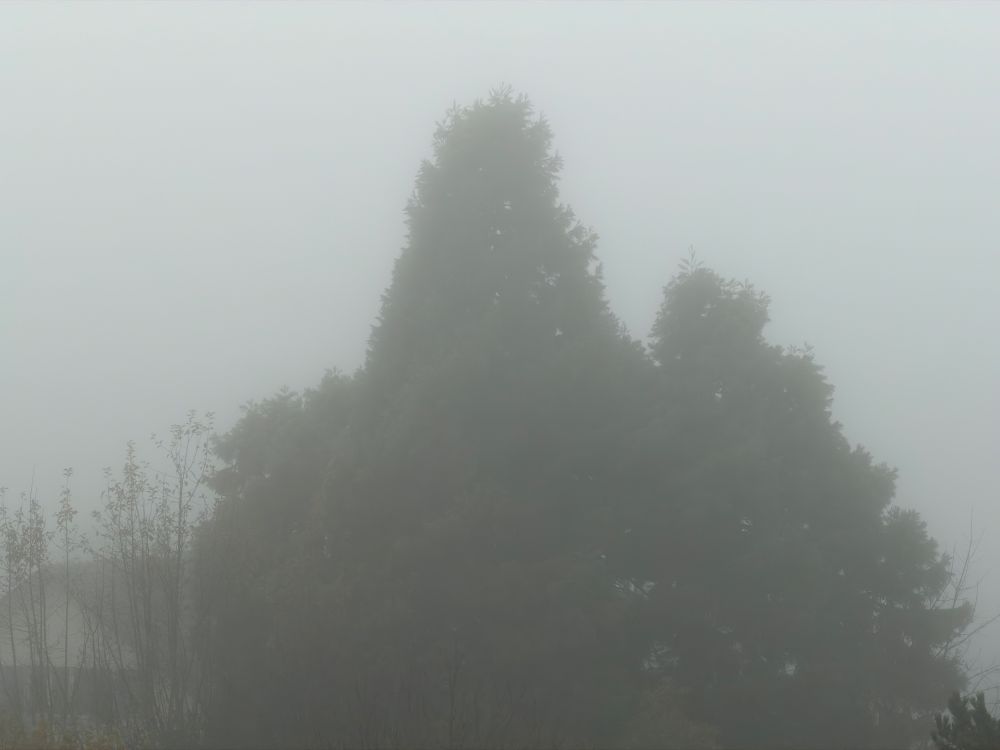 Baum im Nebel. 