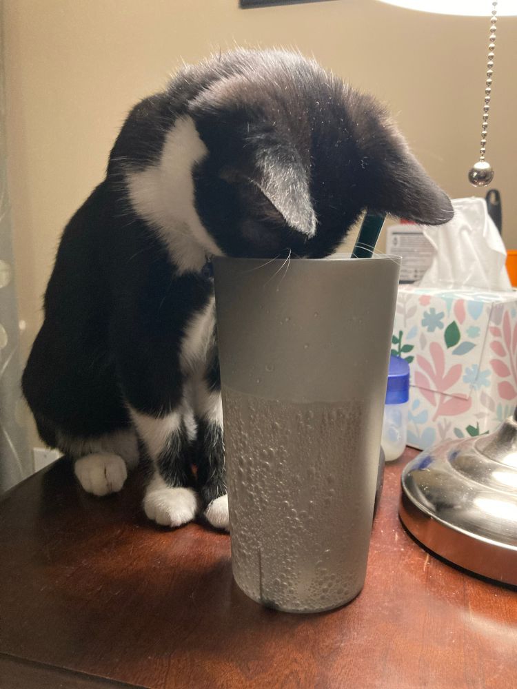 My cat investigating why the water is spicy. 