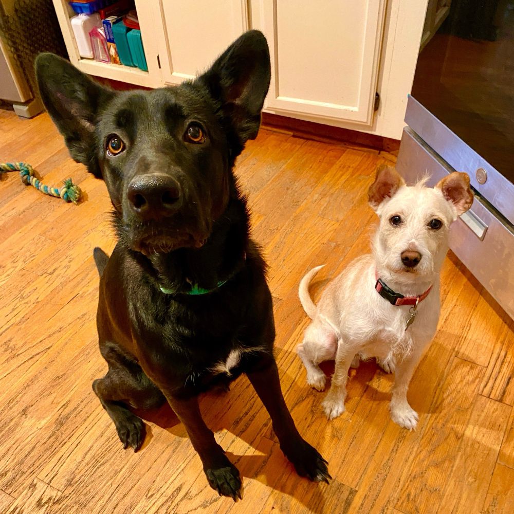 Penny, a large black Lab-German Shepherd mix, and Moose, a small white terrier sitting in a kitchen. Both look expectantly at the camera hoping for a tasty treat.