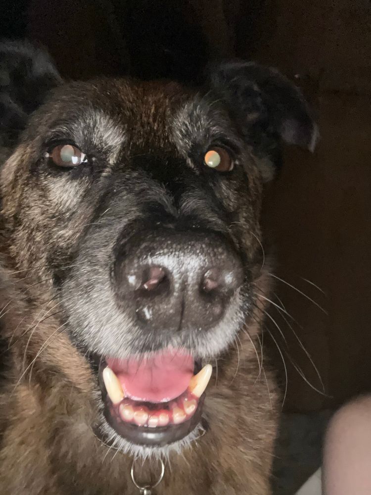 Crazed looking hyena dog