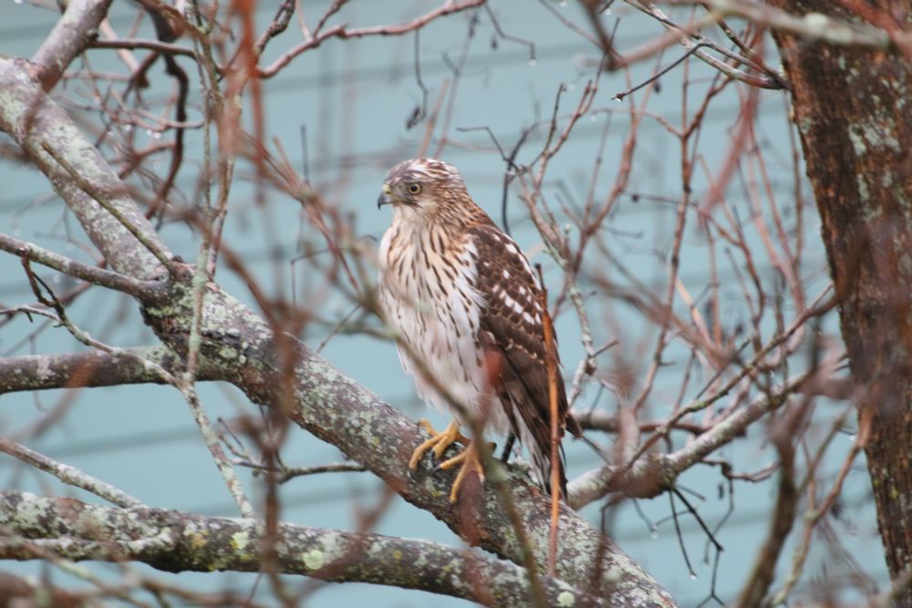 Hawk in a tree standing on a branch