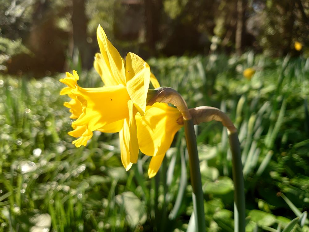 Two golden trumpet-shaped flowers, sidelit