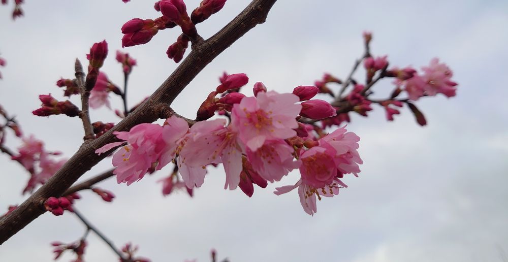 Pink cherry blossom against a grey sky