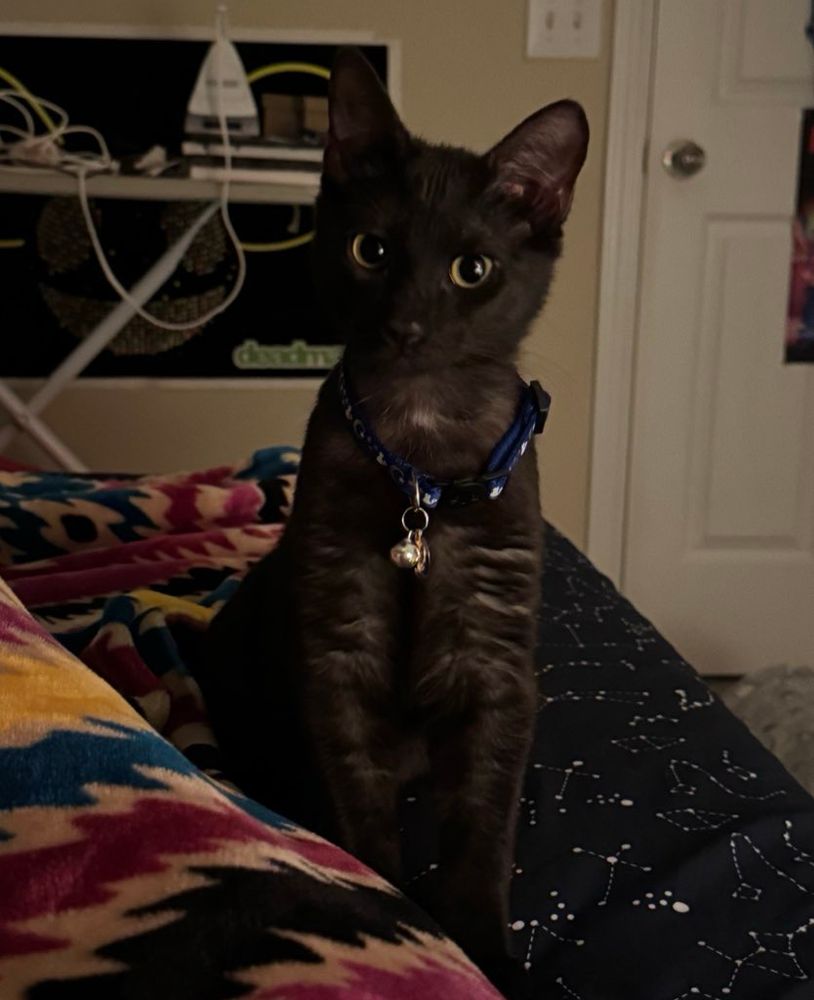 My black cat sitting on my bed looking at me while wearing his new collar with a bell and charm on it.