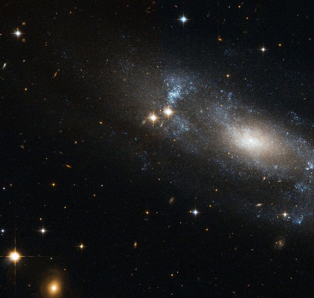 The NASA/ESA Hubble Space Telescope has spotted the spiral galaxy ESO 499-G37, seen here against a backdrop of distant galaxies, scattered with nearby stars.

The galaxy is viewed from an angle, allowing Hubble to reveal its spiral nature clearly. The faint, loose spiral arms can be distinguished as bluish features swirling around the galaxy’s nucleus. This blue tinge emanates from the hot, young stars located in the spiral arms.

Image credit: ESA/NASA/Hubble
