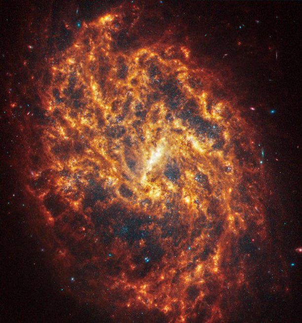 Webb’s image of NGC 1087 shows a densely populated face-on spiral galaxy anchored by its central region, which takes the shape of a short light yellow line that is about a fifth of the length of the galaxy. Filamentary spiral arms made of stars, gas, and dust start at the center and extend to the top and bottom edges, rotating clockwise. There is so much light in this region that the spiral arms of the galaxy look muddled. They are largely orange, ranging from dark to bright orange. Scattered across the packed scene are some bright blue pinpoints of light, but they appear more clearly in areas where it is dark gray or black. Several smaller “bubbles” where it’s black appears throughout the galaxy. The edges of the scene are dark black and there are some larger bright blue points of light, along with a few pink shapes, likely background galaxies.