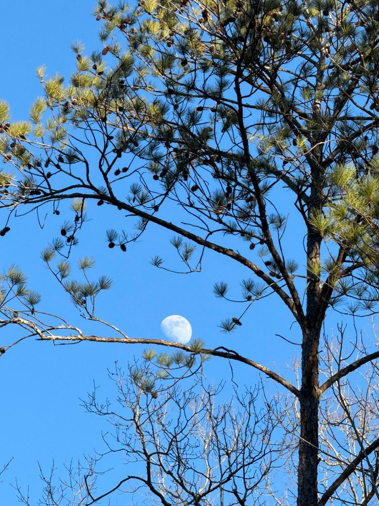 The Moon appears to be sitting on a tree branch of a tall pine tree.