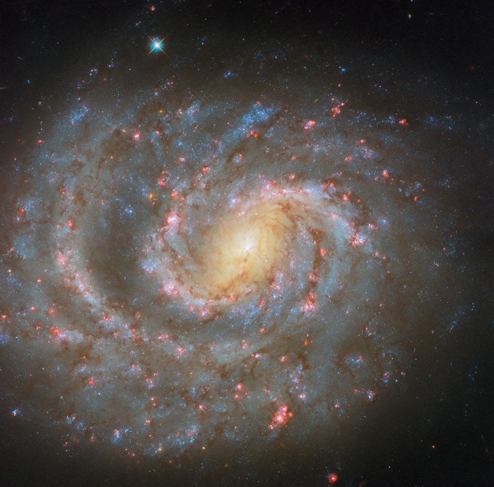 A spiral galaxy filling the view. Its disk holds many bright red spots where stars are forming, dark reddish threads of dust that obscure light, and bluish glowing areas that hold concentrations of older stars. It has a large, glowing yellow oval area at the center, from which two spiral arms wind through the galaxy’s disk. One side of the disk appears rounded (bottom of the image) while the opposite side appears somewhat squared-off (top of the image).