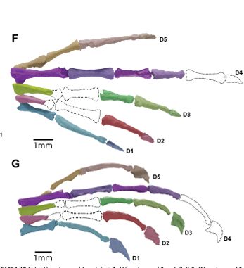 The paper provides a reassessment of the lifestyle of the small Middle Jurassic lizard-like reptile, Marmoretta (Reptilia: Lepidosauromorpha), based on new high-resolution hashtag#scans of a specimen from hashtag#fossil deposits on the Isle of Skye. 

Marmoretta was previously interpreted as partially aquatic, as its hashtag#bones were found in a lagoonal hashtag#environment and in similar numbers to those of aquatic reptiles and hashtag#amphibians. The bones of terrestrial members of the assemblage are generally rarer. 

However, the new scans reveal the hand of Marmoretta to have long, curved, penultimate hashtag#phalanges – a feature of modern arboreal-scansorial** lizards, like geckos and iguanians, that climb on vertical surfaces. 

A possible scenario to explain the relative abundance of their bones is that they may have climbed on vegetation close to the water’s edge, dropping into the water if threatened. South American basilisk lizards have been seen to do this when cornered on branches by predatory monkeys.

Ford DP, Benson RBJ, Griffiths EF, Evans SE. 2025 Evidence for clinging arboreality in a Middle Jurassic stem lepidosaur. Proc. R. Soc. B 292: 20250080. https://lnkd.in/e-rK2e36.

Susan's collaborators are from the Earth Sciences Department, Natural History Museum; the Division of Paleontology, American Museum of Natural History; and the Department of Earth Sciences, Oxford Earth Sciences

**"Arboreal" refers to an animal that lives primarily in trees, conducting most of its life activities there, such as feeding, nesting, and reproduction. 
"Scansorial," on the other hand, describes an animal's ability or propensity to climb, often on trees or other three-dimensional surfaces, but not necessarily living exclusively in them. 
While scansorial animals may climb and occasionally utilize trees for resources, they are not necessarily arboreal. 