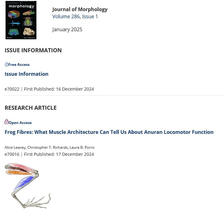 Photo showing front cover of the Journal of Morphology with issue information, title of Alice Leavey's research article and image of coloured scan of frog leg musculature