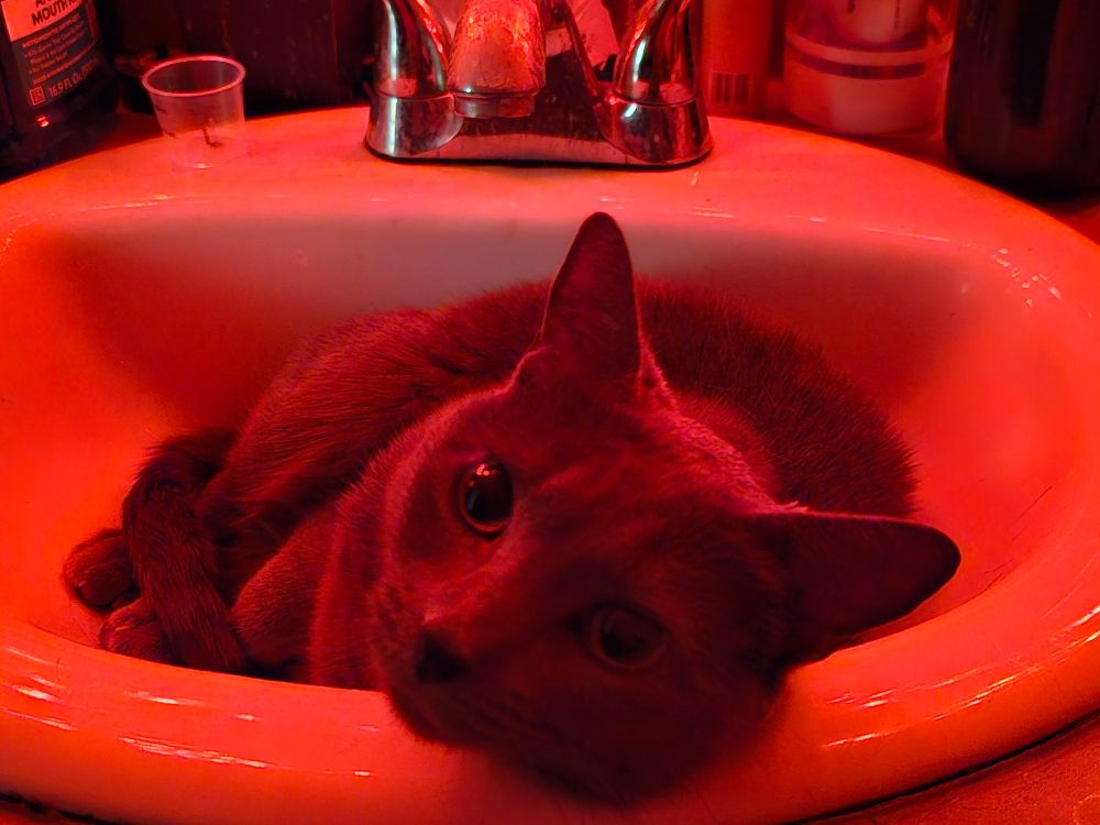 Halifax curled up and chilling in the sink, illuminated by the glow of red Xmas lights.