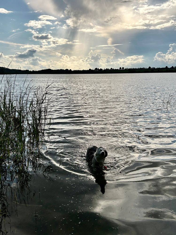 Dog shaking water out of its fur in a lake with sun coming through the clouds 