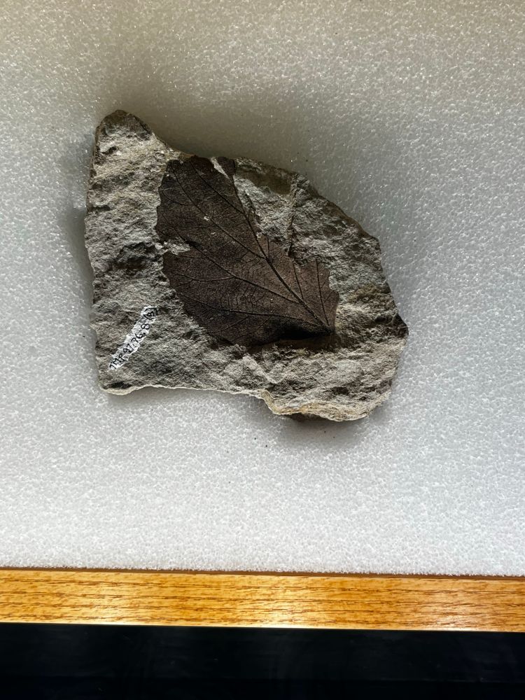 A brown fossilized leaf preserved in a piece of grey rock. The leaf shows detailed veins and a jagged edge, lying flat against the stone. The rock rests on a textured white surface inside a wooden display case.