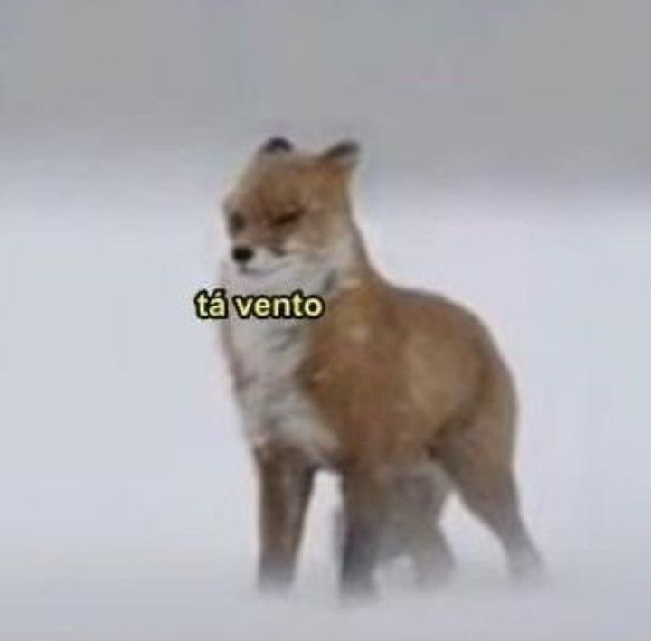 Meme de uma raposa em meio ao que parece ser neve com as orelhas para trás, os olinhos semi-cerrados, a cauda em posição de estar com medo ou desconforto e na frente dela aparece a frase: "tá vento." A raposa é de cor alaranjada, com parte do peito e focinho branco.